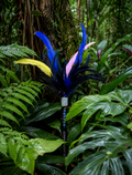 Cassowary Caper