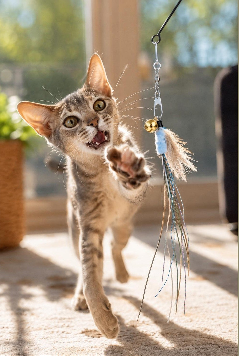 A tabby kitten playfully batting at a hanging cat toy with a feather and small bell, photographed indoors on a sunlit floor with a blurred home background.