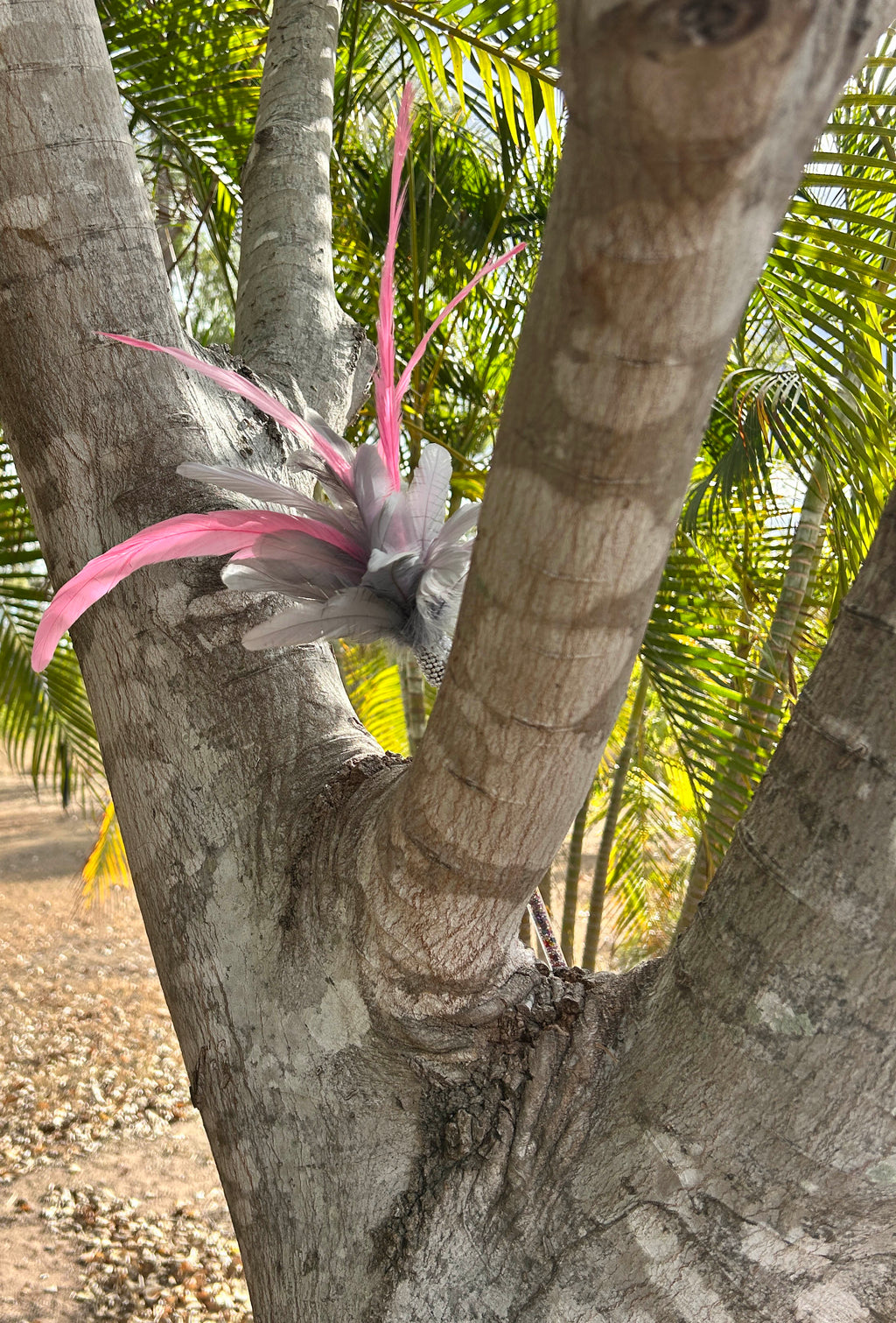 Ya Flamin Galah