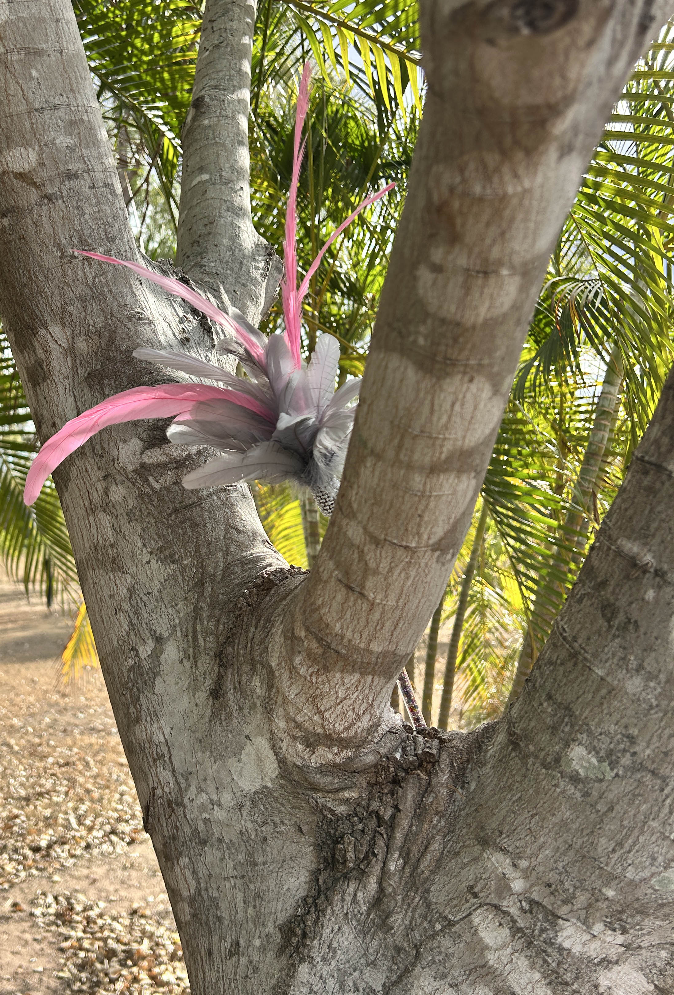 Ya Flamin Galah