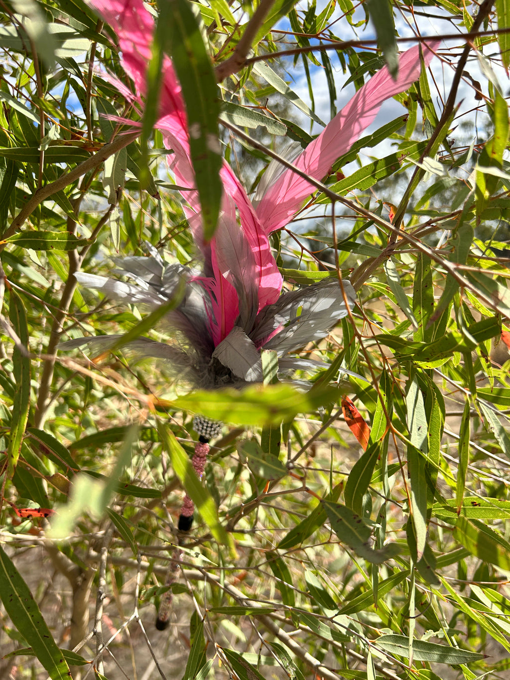 Ya Flamin Galah