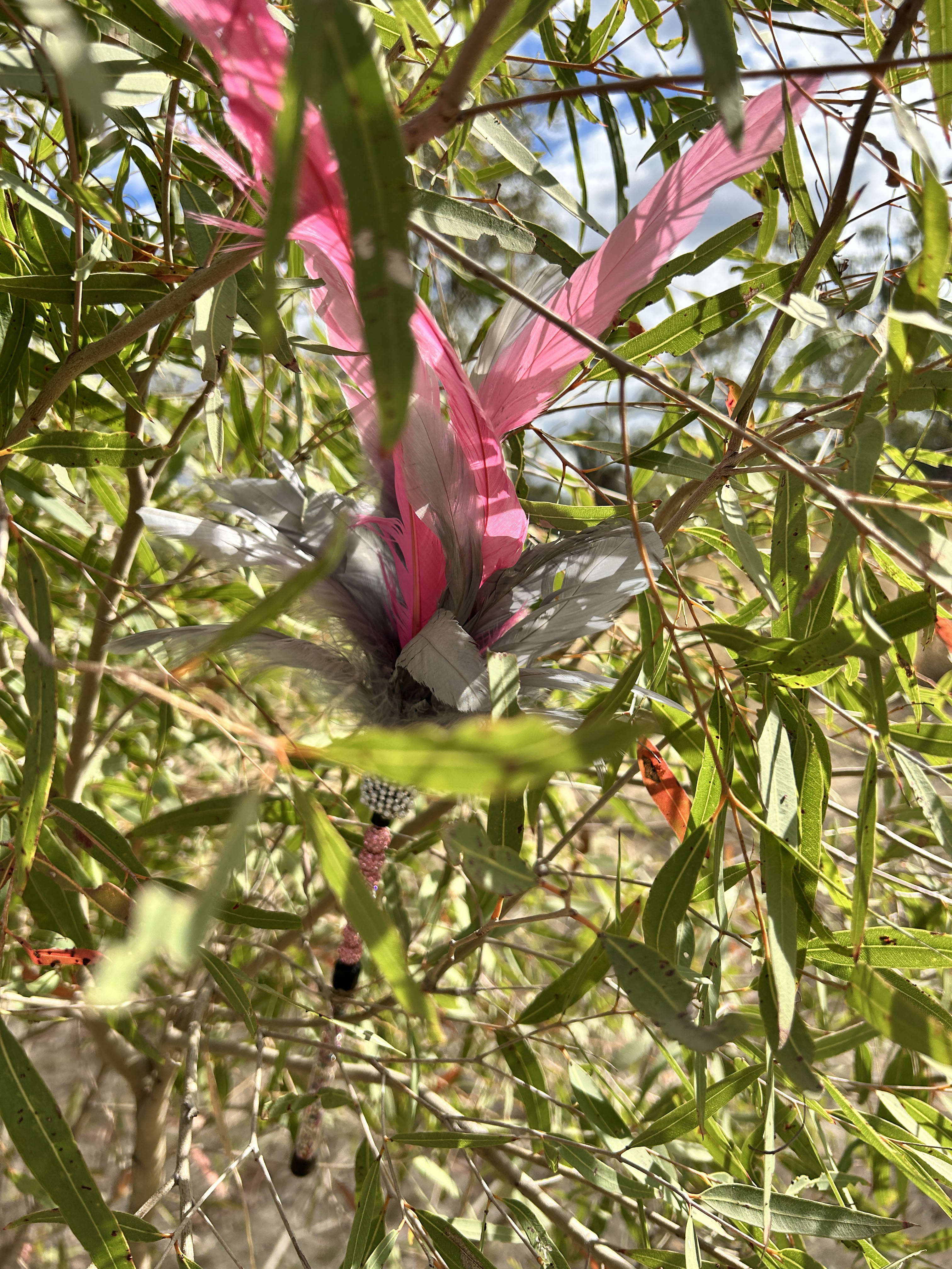 Ya Flamin Galah