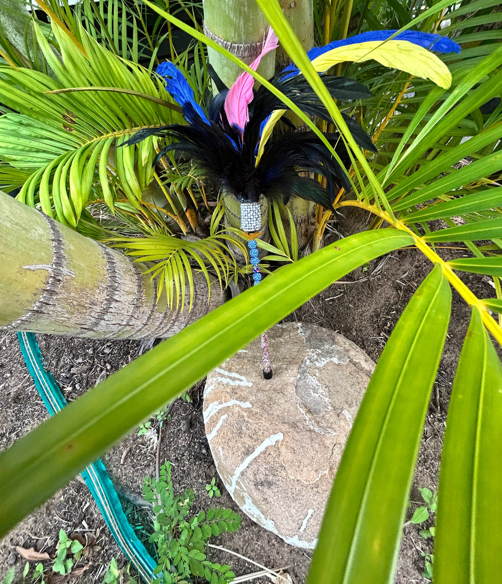 Cassowary Caper