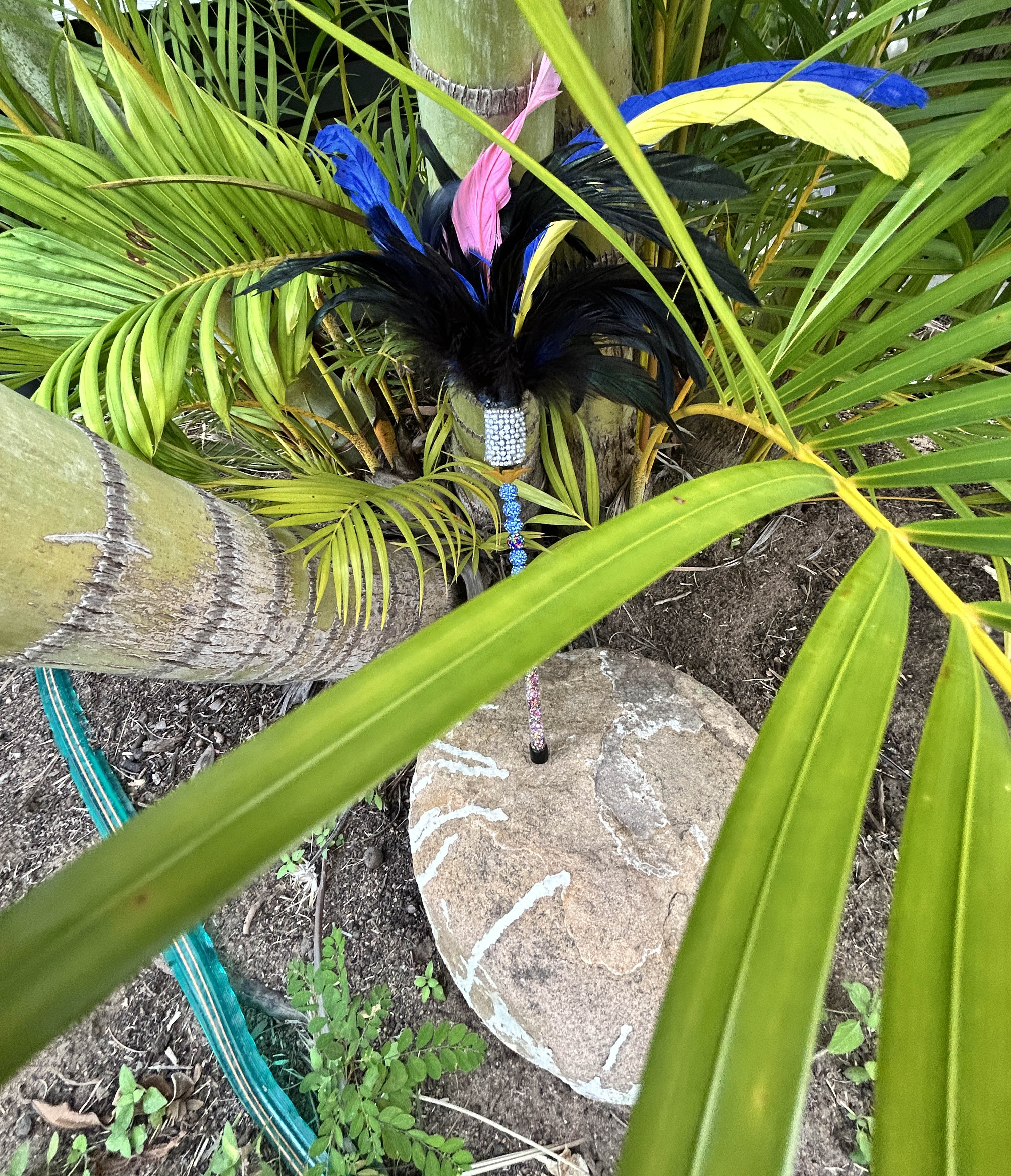 Cassowary Caper