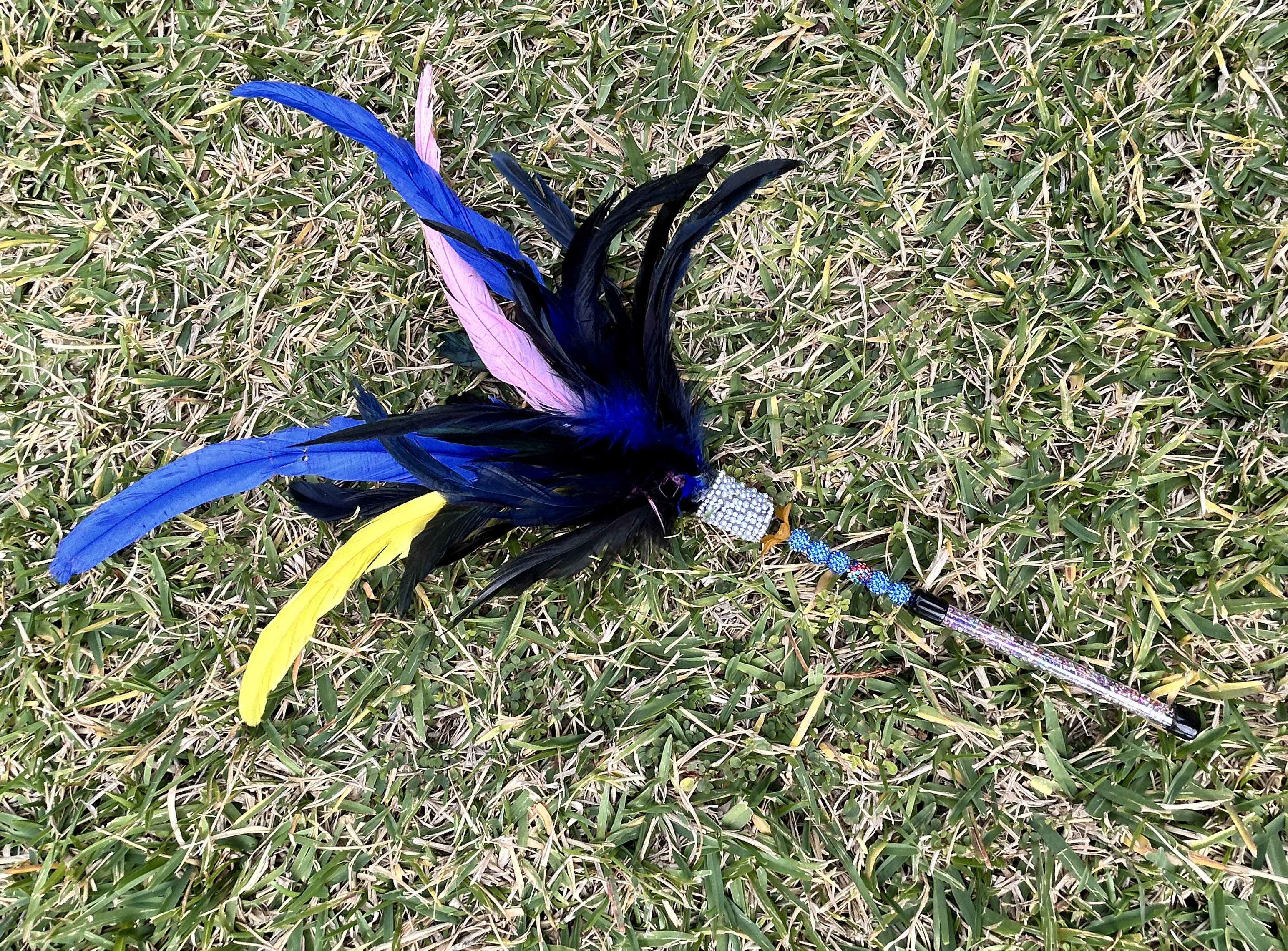Cassowary Caper