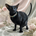 A black cat wearing a jeweled collar, standing on draped satin fabric with roses and baby's breath flowers in the background.