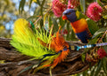 A brightly colored rainbow lorikeet perched on a tree branch with a vivid feather toy in the foreground. The bird shows blue, purple, orange, yellow, and green plumage, while the toy features neon yellow-green, orange, and blue feathers with decorative beads.