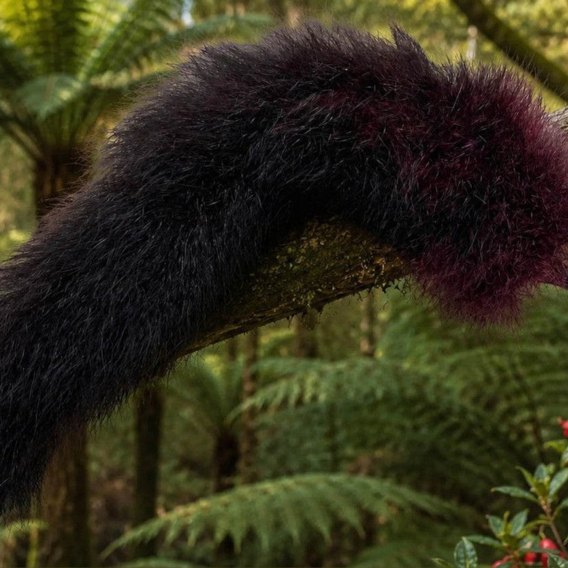 A long, fluffy possum fur tail,  draped over a mossy tree branch in a lush green fern forest.