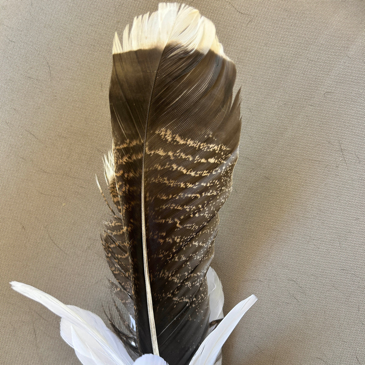 A decorative feather piece featuring a large brown and black patterned central feather with cream tips and three white accent feathers at the base, set against a neutral beige textured background.