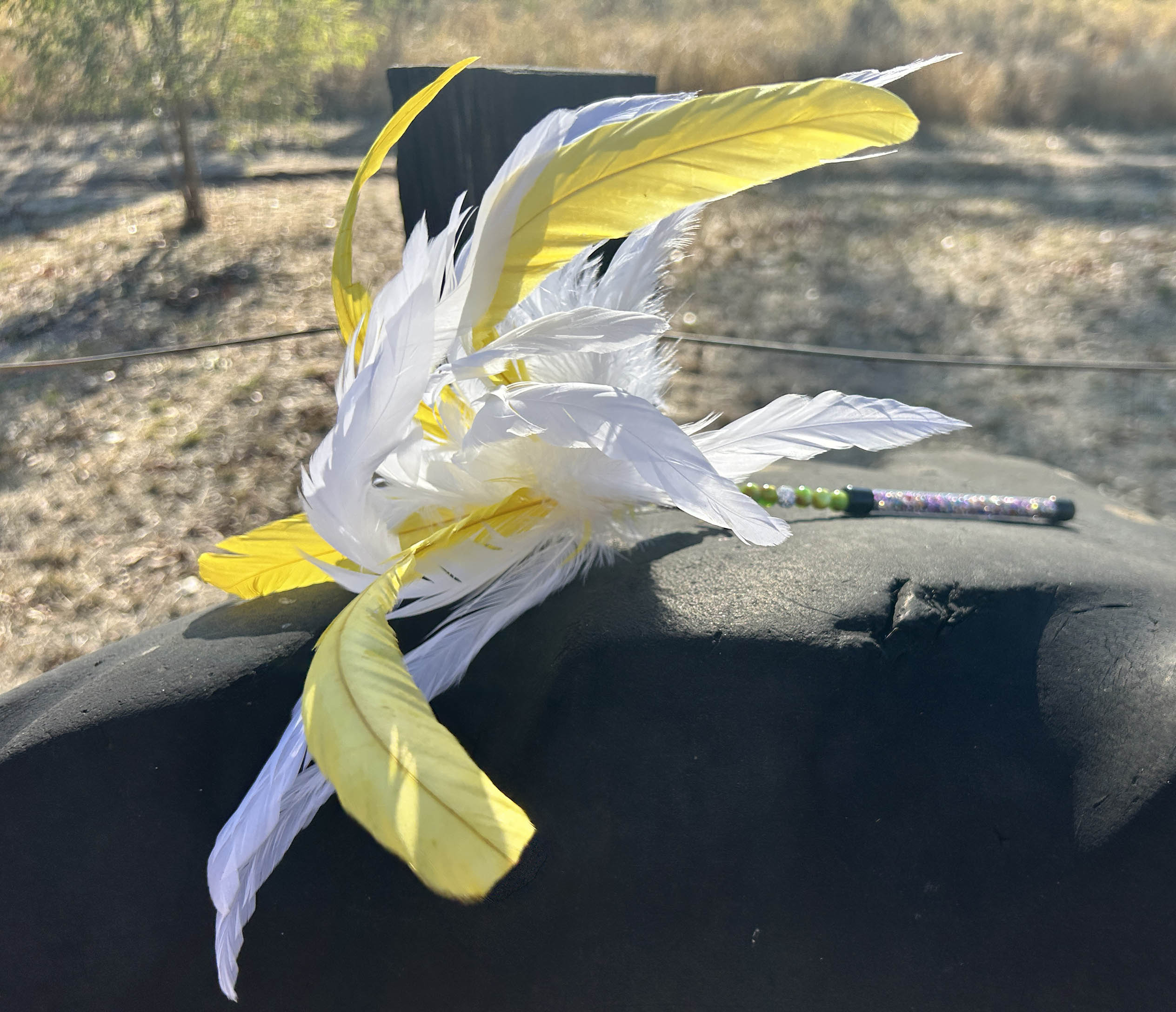 Sulphur Crested Cockatoo
