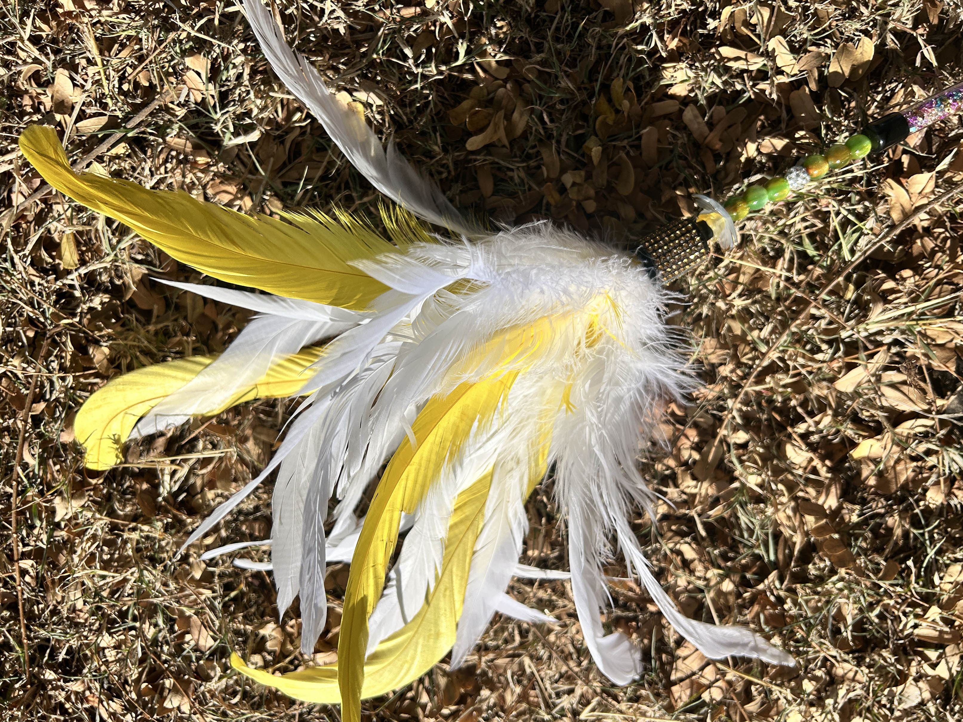 Sulphur Crested Cockatoo