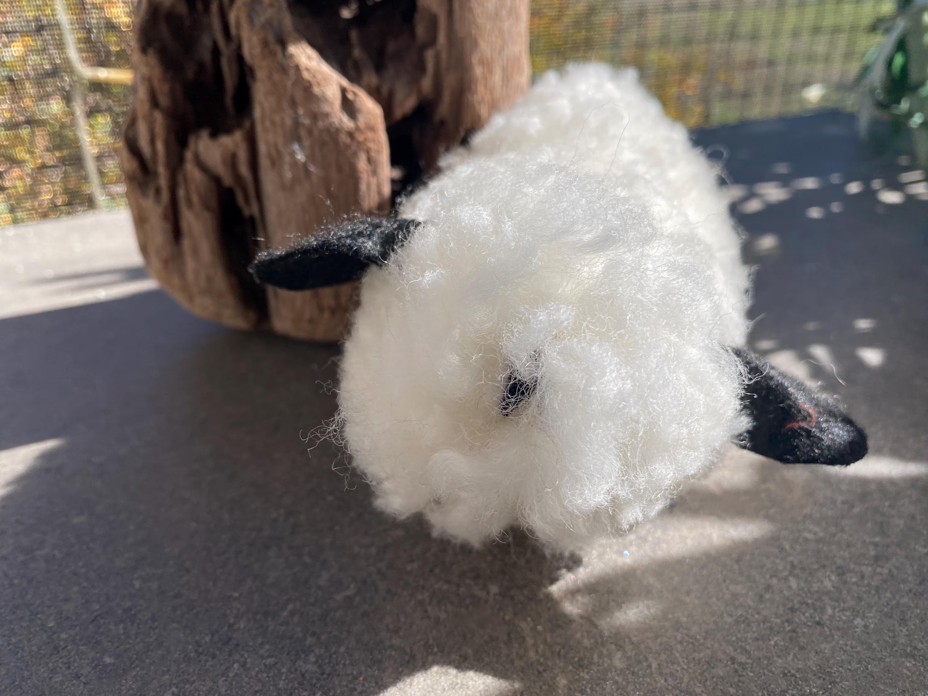 Woolly Wazza