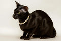 Freshwater Pearl & Crystal Pet Collar