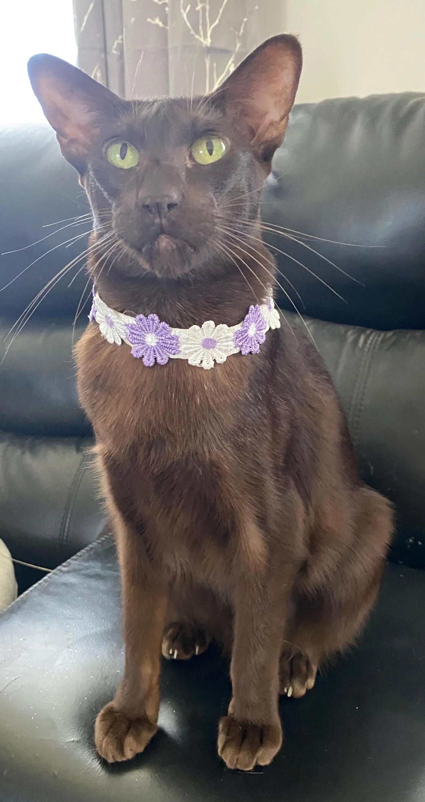 Flower Power Daisy Collar