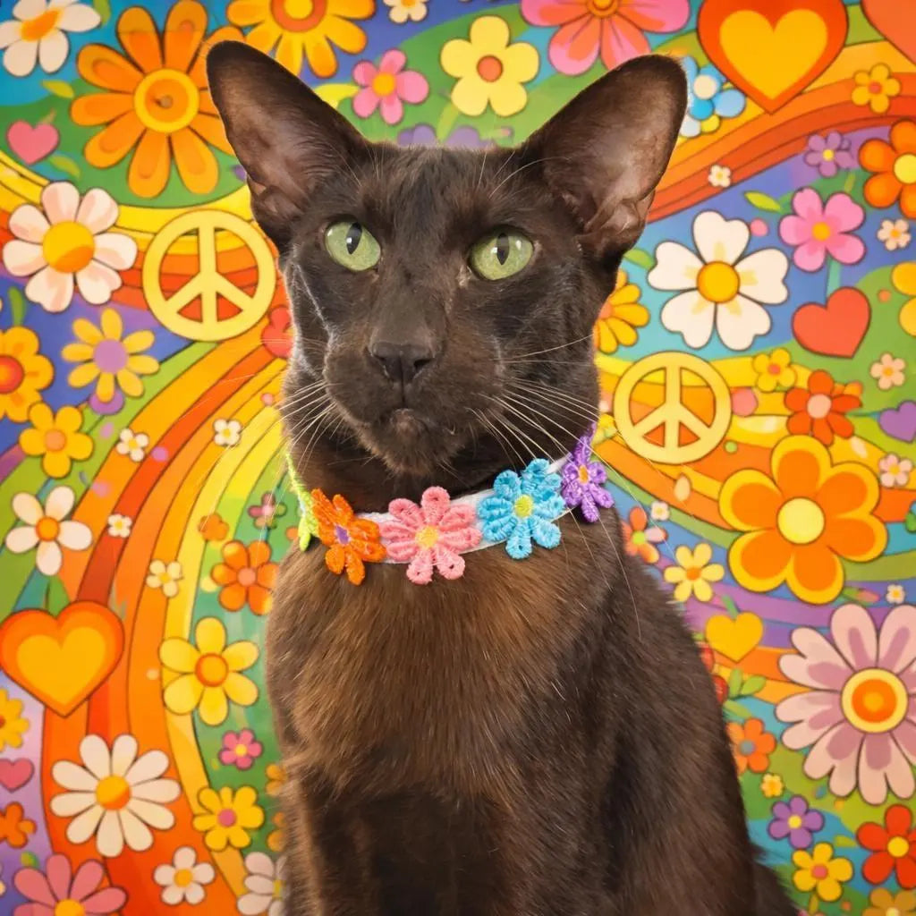 Flower Power Daisy Collar