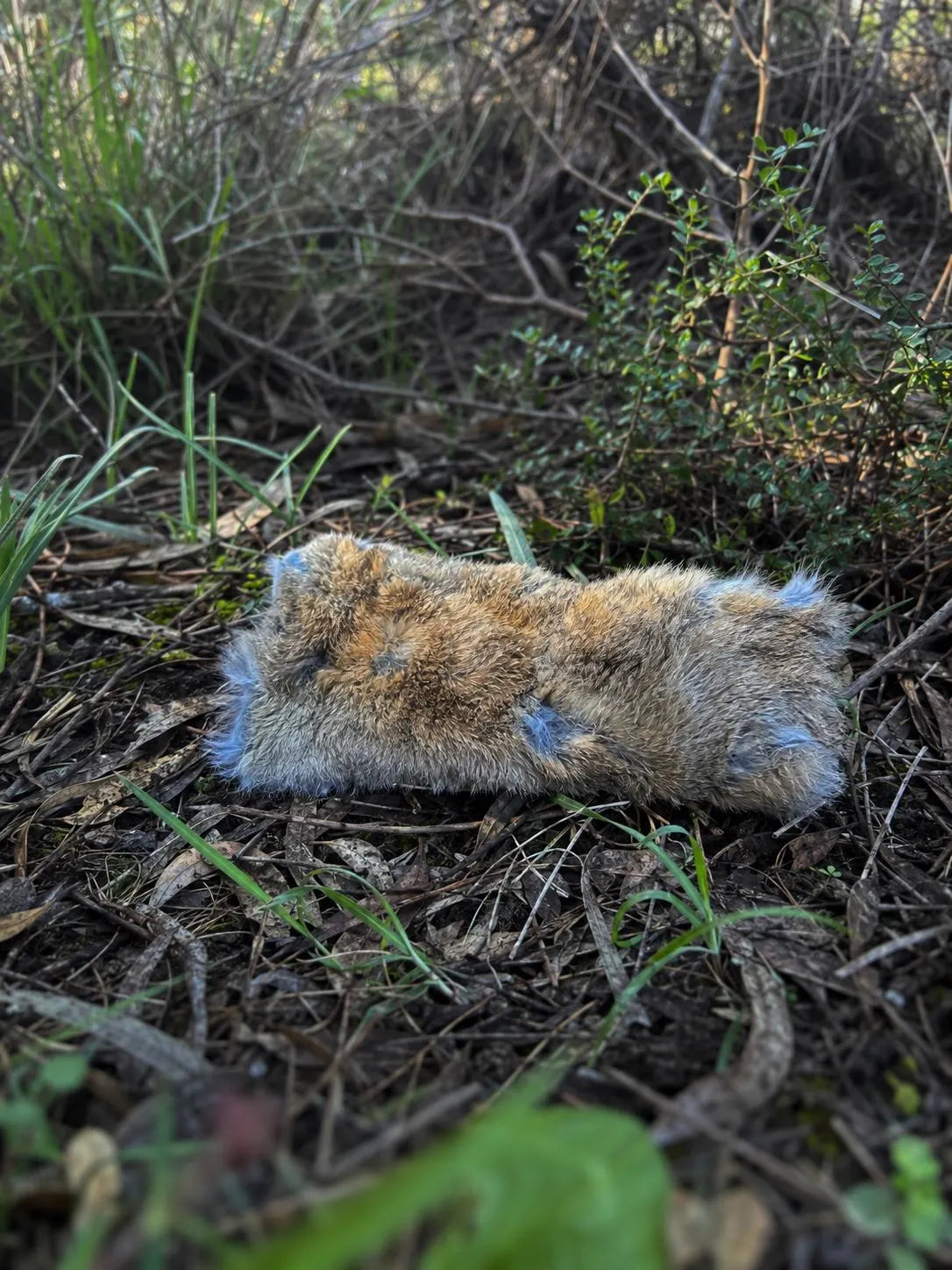 Hollow Hare