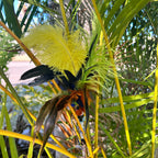 A colorful cat teaser with bright yellow, lime green, black, and orange feathers  photographed outdoors among palm leaves and grass.