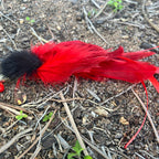 A red and black feathered cat lure with a red ribbon tail, resting on a natural dirt and leaf litter ground surface.