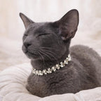 A gray cat wearing a silver-toned collar adorned with clear rhinestones, resting on a soft cream-colored cushion.